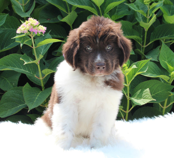 AKC Registered Newfoundland For Sale Millersburg OH Male-Rambo