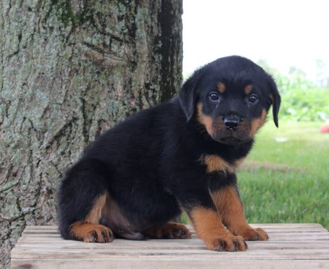 AKC Rottweiler For Sale Fredericksburg OH Male-Rambo