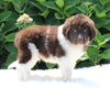 AKC Registered Newfoundland For Sale Millersburg OH Male-Rambo