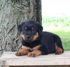 AKC Rottweiler For Sale Fredericksburg OH Male-Rambo