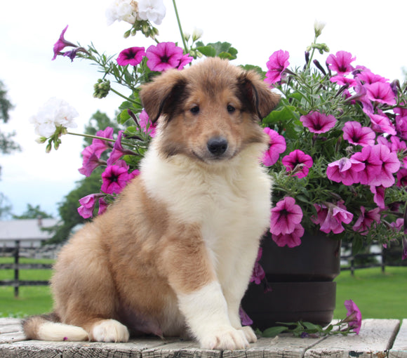 Collie Lassie For Sale Fredericksburg OH Male-Waylon