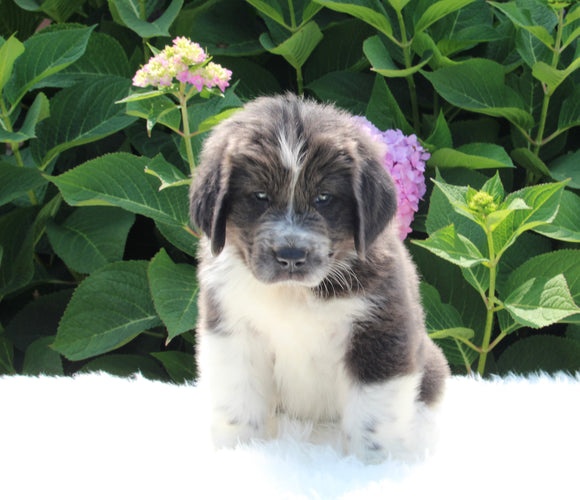 AKC Registered Newfoundland For Sale Millersburg OH Female-Roxie