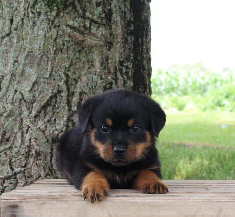 AKC Rottweiler For Sale Fredericksburg OH Male-Rascal