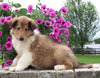Collie Lassie For Sale Fredericksburg OH Male-Waylon