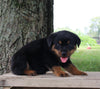 AKC Rottweiler For Sale Fredericksburg OH Male-Rascal