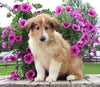 Collie Lassie For Sale Fredericksburg OH Female-Whitney