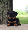 AKC Rottweiler For Sale Fredericksburg OH Female-Roxy