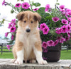Collie Lassie For Sale Fredericksburg OH Male-Wheeler