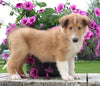 Collie Lassie For Sale Fredericksburg OH Male-Wheeler