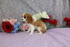 AKC Registered Cavalier KCS For Sale Wooster OH Male-Ali