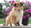 Collie Lassie For Sale Fredericksburg OH Female-Winona