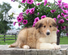 Collie Lassie For Sale Fredericksburg OH Male-Wesley