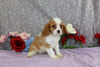 AKC Registered Cavalier KCS For Sale Wooster OH Female-Brooklyn