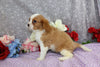 AKC Registered Cavalier KCS For Sale Wooster OH Female-Brooklyn