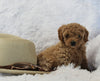 Mini Poodle For Sale AppleCreek OH Female-Cupcake
