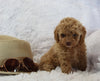 Mini Poodle For Sale AppleCreek OH Female-Cuddles