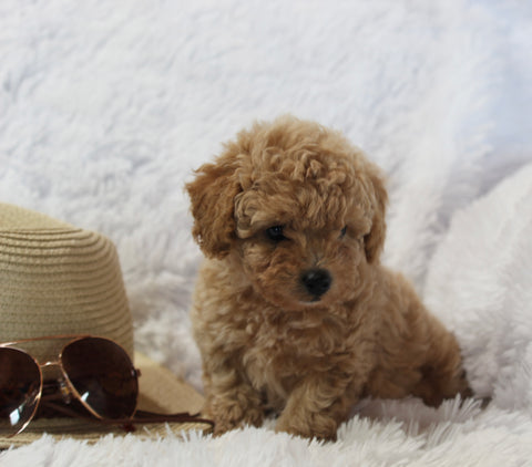 Mini Poodle For Sale AppleCreek OH Female-Cutie