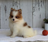 ACA Registered Pomeranian For Sale Millersburg OH Female-Tilly