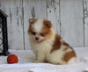 ACA Registered Pomeranian For Sale Millersburg OH Male-Winston