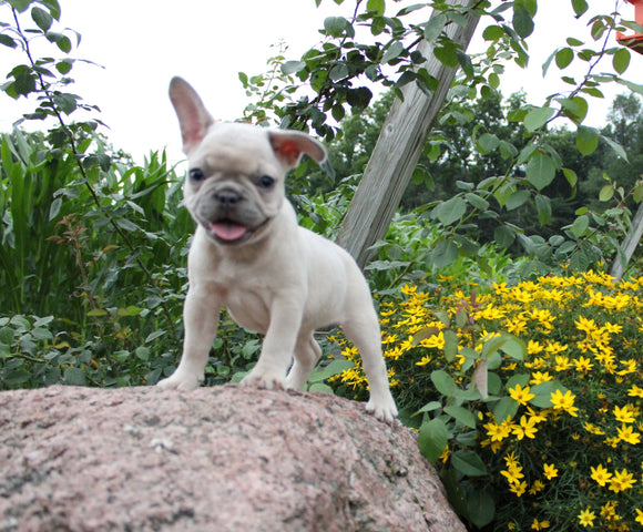 AKC Registered French Bulldog For Sale Wooster OH Female-Twila
