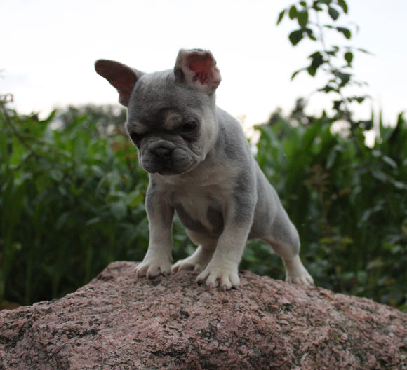 AKC Registered French Bulldog For Sale Wooster OH Male-Willie