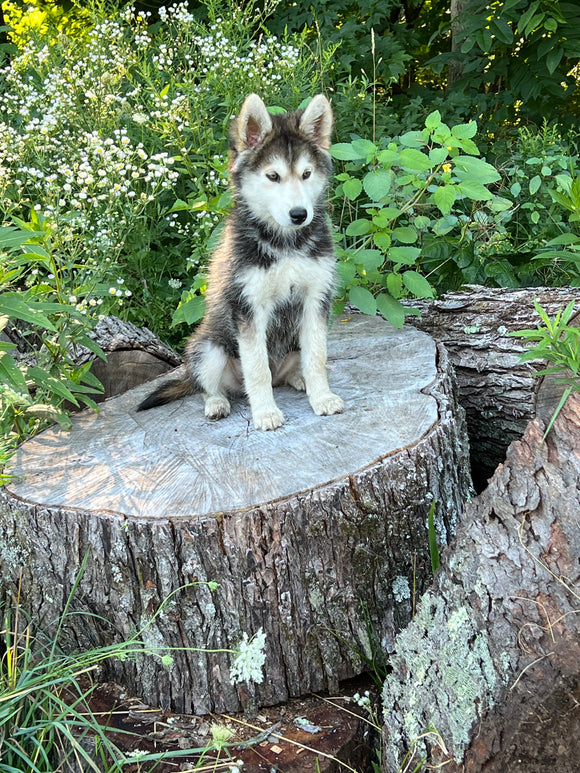 German/ Husky For Sale Perrysville OH Female-Bailey