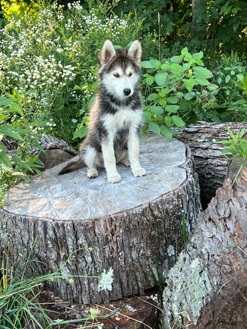 German/ Husky For Sale Perrysville OH Female-Bailey