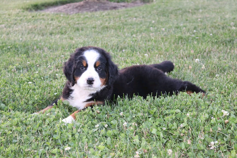 AKC Bernese Mountain Dog For Sale Wooster OH Female-Florance