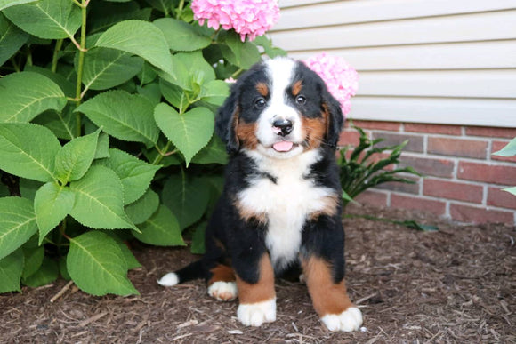 AKC Bernese Mountain Dog For Sale Wooster OH Male-Elfrado