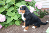 AKC Bernese Mountain Dog For Sale Wooster OH Male-Elfrado