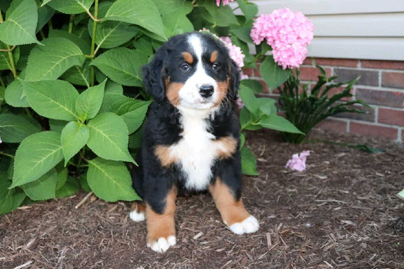 AKC Bernese Mountain Dog For Sale Wooster OH Female-Galena
