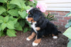 AKC Bernese Mountain Dog For Sale Wooster OH Female-Galena