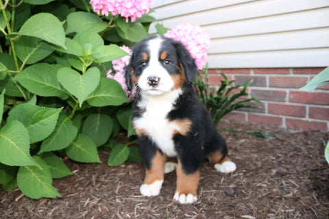 AKC Bernese Mountain Dog For Sale Wooster OH Female-Harriet