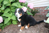 AKC Bernese Mountain Dog For Sale Wooster OH Female-Harriet