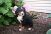 AKC Bernese Mountain Dog For Sale Wooster OH Female-Leta