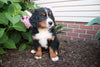 AKC Bernese Mountain Dog For Sale Wooster OH Female-Leta