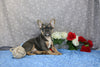 AKC Registered French Bulldog For Sale Wooster OH Male-Benjie