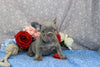 AKC Registered French Bulldog For Sale Wooster OH Male-Ceaser