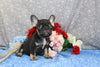 AKC Registered French Bulldog For Sale Wooster OH Male-Chance