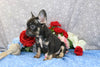 AKC Registered French Bulldog For Sale Wooster OH Male-Chance