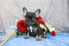 AKC Registered French Bulldog For Sale Wooster OH Male-Chance