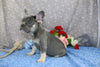 AKC Registered French Bulldog For Sale Wooster OH Female-Destiny
