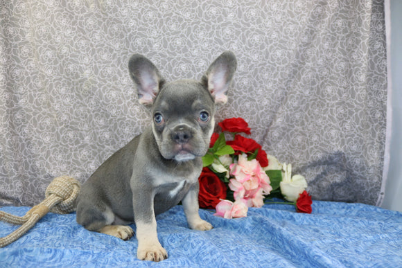 AKC Registered French Bulldog For Sale Wooster OH Female-Destiny