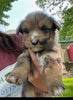 Doodle Mix For Sale Louisville OH Female-Lilly