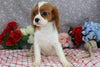 AKC Registered Cavalier KCS For Sale Wooster OH Male-Farley