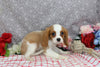 AKC Registered Cavalier KCS For Sale Wooster OH Male-Ford
