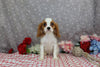 AKC Registered Cavalier KCS For Sale Wooster OH Male-Ford