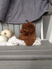 ICA Registered Mini Poodle For Sale Dundee OH Male-Tommy