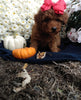 ICA Registered Mini Poodle For Sale Dundee OH Male-Tommy