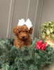 ICA Registered Mini Poodle For Sale Dundee OH Male-Conner